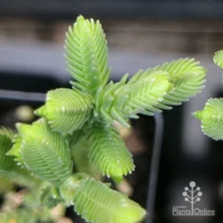 Crassula - Watchchain, Rat Tail Succulent -Cheap The Aussie Garden Store apo crassula watch chain close