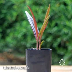 Crinum Wine Time - Swamp Lily -Cheap The Aussie Garden Store apo crinum wine time tubestock