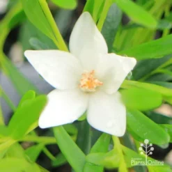 Crowea White Star - Waxflower -Cheap The Aussie Garden Store apo crowea white star flower close
