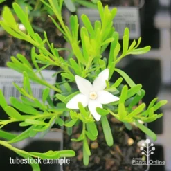 Crowea White Star - Waxflower -Cheap The Aussie Garden Store apo crowea white star tubestock