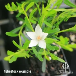Crowea White Star - Waxflower -Cheap The Aussie Garden Store apo crowea white star tubestock2