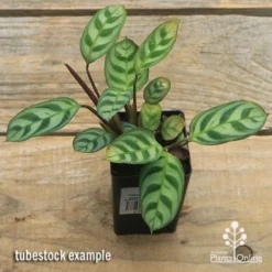 Ctenanthe Burle Marxii -Cheap The Aussie Garden Store apo ctenanthe burle marx tubestock top