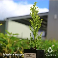Cupressus Lemon Scent - Lemon Cypress -Cheap The Aussie Garden Store apo cupressus lemon scent tubestock