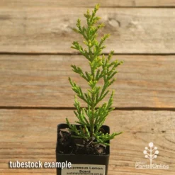 Cupressus Lemon Scent - Lemon Cypress -Cheap The Aussie Garden Store apo cupressus lemon scent tubestock top