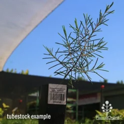 Chamelaucium Dancing Queen - Waxflower -Cheap The Aussie Garden Store apo dancing queen tubestock