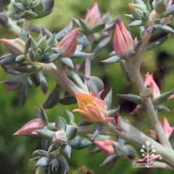 Echeveria Dark Vader - Succulent -Cheap The Aussie Garden Store apo dark vader flowerstem close