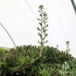 Echeveria Dark Vader - Succulent -Cheap The Aussie Garden Store apo dark vader new shoots