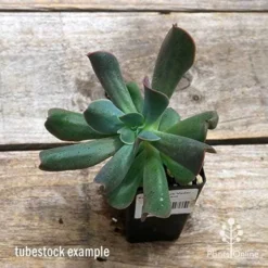 Echeveria Dark Vader - Succulent -Cheap The Aussie Garden Store apo dark vader tubestock top