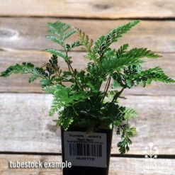 Humata - Rabbit's Foot Fern -Cheap The Aussie Garden Store apo davallia humata fern