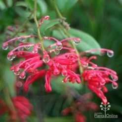 Grevillea Deua Flame 29 Grevillea Deua Flame -Cheap The Aussie Garden Store apo deua flame dewdrops