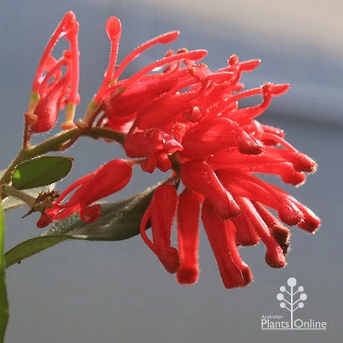 Grevillea Deua Flame 1 Grevillea Deua Flame