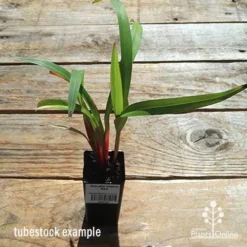 Dianella Cherry Red -Cheap The Aussie Garden Store apo dianella cherry red tubestock top