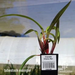 Dianella Cherry Red -Cheap The Aussie Garden Store apo dianella cherry red tubestock3