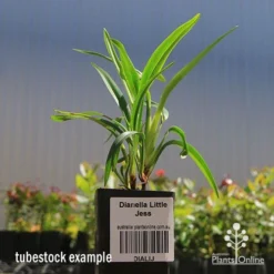 Dianella Little Jess -Cheap The Aussie Garden Store apo dianella little jess tubestock
