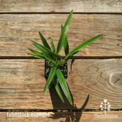 Dianella Little Jess -Cheap The Aussie Garden Store apo dianella little jess tubestock top