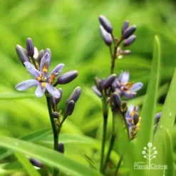 Dianella Petite Marie -Cheap The Aussie Garden Store apo dianella petite marie flowers