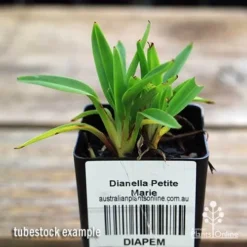 Dianella Petite Marie -Cheap The Aussie Garden Store apo dianella petite marie tubestock