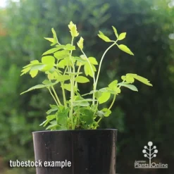 Dicentra Alba - Bleeding Heart - 75mm BIGGER Size -Cheap The Aussie Garden Store apo dicentra alba tubestock