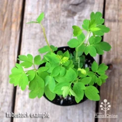 Dicentra Alba - Bleeding Heart - 75mm BIGGER Size -Cheap The Aussie Garden Store apo dicentra alba tubestock top