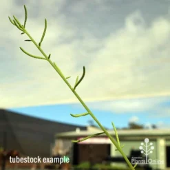 Peperomia Dolabriformis - Prayer Pepper - Succulent 10 Peperomia Dolabriformis - Prayer Pepper - Succulent -Cheap The Aussie Garden Store apo dolabriformis flowerspike