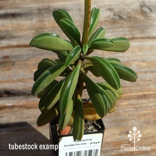 Peperomia Dolabriformis - Prayer Pepper - Succulent 2 Peperomia Dolabriformis - Prayer Pepper - Succulent - Image 2