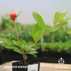 Pomegranate Double Orange -Cheap The Aussie Garden Store apo double pomegranate tubestock