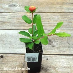 Pomegranate Double Orange -Cheap The Aussie Garden Store apo double pomegranate tubestock top