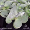 Crassula Dubia - Succulent