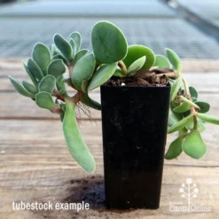Crassula Dubia - Succulent -Cheap The Aussie Garden Store apo dubia tubestock reverse