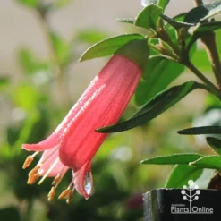 Correa Dusky Bells -Cheap The Aussie Garden Store apo dusky bells correa flower raindrop