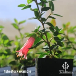 Correa Dusky Bells -Cheap The Aussie Garden Store apo dusky bells correa flower tubestock