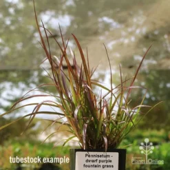 Pennisetum - Dwarf Purple Fountain Grass -Cheap The Aussie Garden Store apo dwarf pfg tubestock