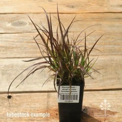 Pennisetum - Dwarf Purple Fountain Grass -Cheap The Aussie Garden Store apo dwarf pfg tubestock top