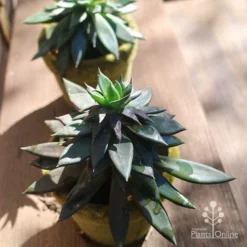 Echeveria Black Knight - Succulent -Cheap The Aussie Garden Store apo echeveria black knight pair
