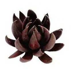 Echeveria Black Knight - Succulent -Cheap The Aussie Garden Store apo echeveria black knight promo