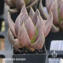 Echeveria Black Knight - Succulent -Cheap The Aussie Garden Store apo echeveria black knight tubestock