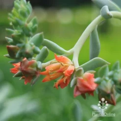 Echeveria Topsy Turvy - Succulent -Cheap The Aussie Garden Store apo echeveria topsy turvy flowers