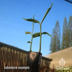 Zingiber - Edible Ginger 10 Zingiber - Edible Ginger -Cheap The Aussie Garden Store apo edible ginger tubestock