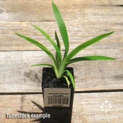 Dianella Emerald Fountain -Cheap The Aussie Garden Store apo emerald fountain dianella tubestock top