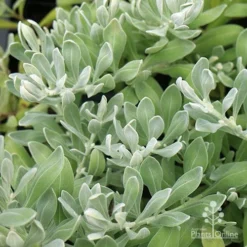 Eremophila Blue Horizon - Emu Bush -Cheap The Aussie Garden Store apo eremophila blue horizon foliage