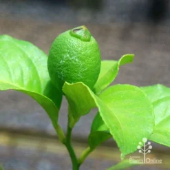 Citrus - Lemon Eureka -Cheap The Aussie Garden Store apo eureka lemon tubestock fruiting