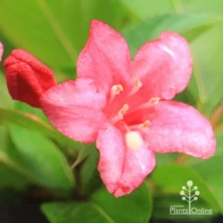 Weigela Eva Rathke -Cheap The Aussie Garden Store apo eva rathke weigela flower close
