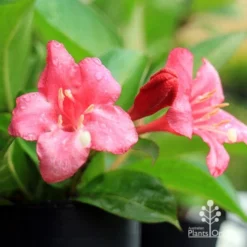 Weigela Eva Rathke -Cheap The Aussie Garden Store apo eva rathke weigela flowers 1