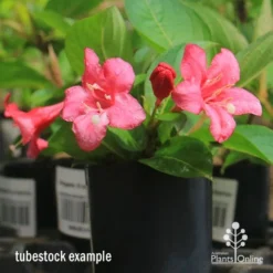 Weigela Eva Rathke -Cheap The Aussie Garden Store apo eva rathke weigela tubestock flowering
