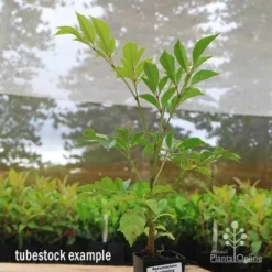 Radermachera Everlasting Beauty -Cheap The Aussie Garden Store apo everlasting beauty radermachera tubestock