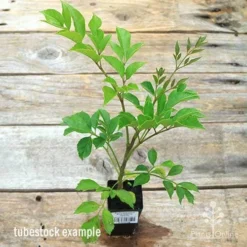 Radermachera Everlasting Beauty -Cheap The Aussie Garden Store apo everlasting beauty radermachera tubestock top