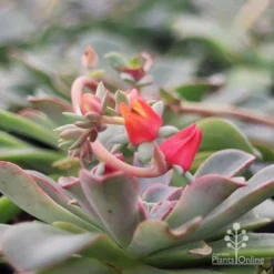 Echeveria Fantastic Fountain - Succulent -Cheap The Aussie Garden Store apo fantastic fountain flower