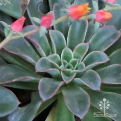 Echeveria Fantastic Fountain - Succulent -Cheap The Aussie Garden Store apo fantastic fountain fountaining