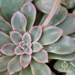 Echeveria Fantastic Fountain - Succulent -Cheap The Aussie Garden Store apo fantastic fountain leaf colour