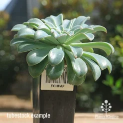 Echeveria Fantastic Fountain - Succulent -Cheap The Aussie Garden Store apo fantastic fountain tubestock